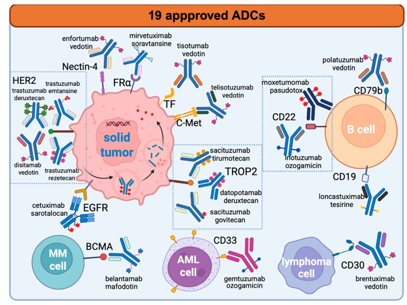 ADC Biology